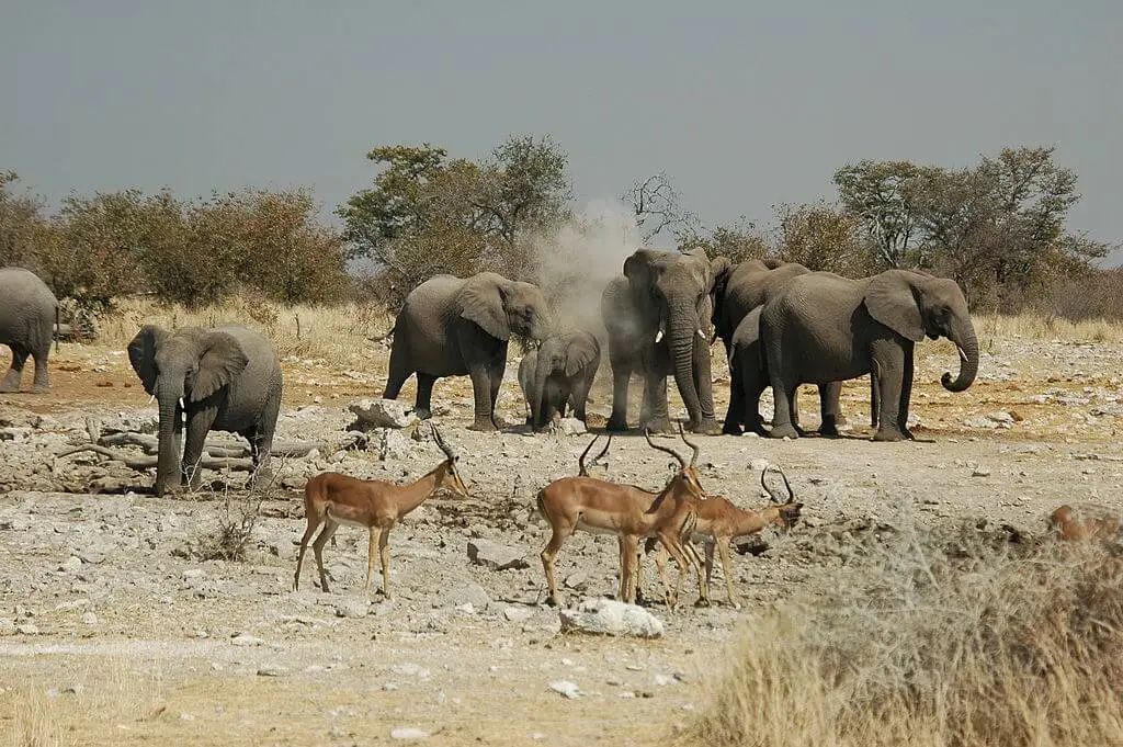 Elefantenherde mit Jungtieren im Etosha-Nationalpark