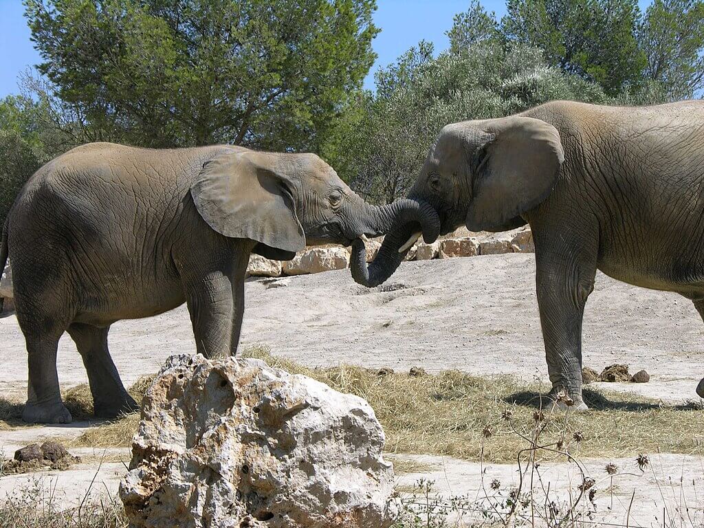 Begrüßungsritual zweier Afrikanischer Elefanten