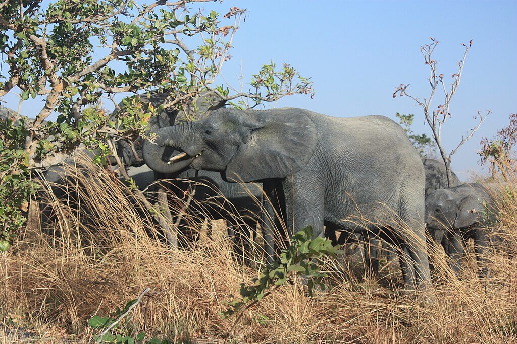 Afrikanischer Elefant bei der Nahrungsaufnahme
