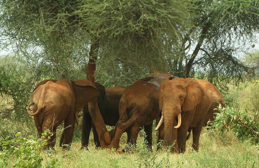 Junggesellengruppe von Afrikanischen Elefanten im Tsavo Ost Nationalpark in Kenia.