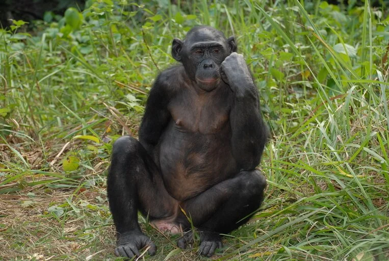 Bonobo (Pan paniscus)